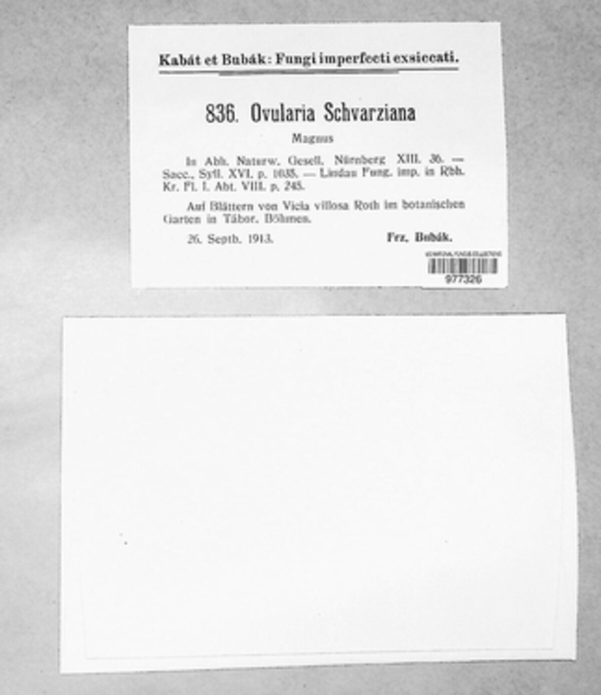 Ovularia schwarziana image